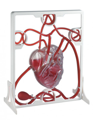 Edu QI Pumping Heart Model-03017-20