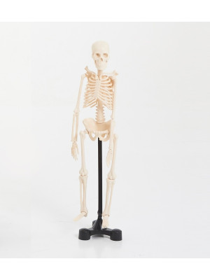 Edu QI Mini Skeleton 460mm-03062-20