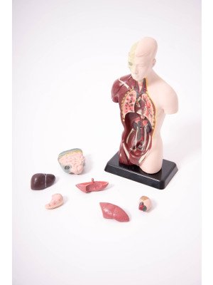 Edu QI Quarter-Scale Anatomical Torso-03093-20