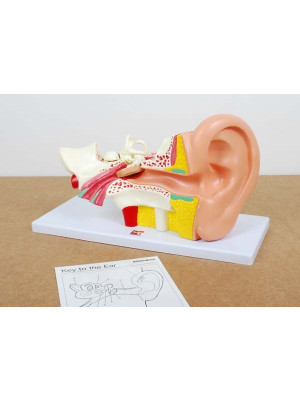 Edu QI Human Ear 4x Life Size-5060138820623-20