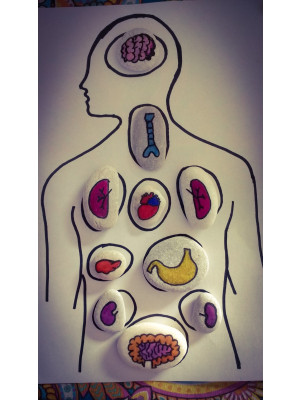 Sassolini Corpo Umano "Gli organi"-SASSORG-20
