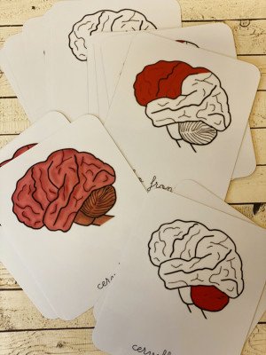 Kit per Nomenclature Classificate Il cervello-MON-NOM-CERV-20