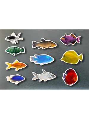 Nowordbooks Pezzi magnetici pesci colorati-NWBM09-20