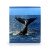 NEW!!! Nowordbooks Animales marinos grande Animali marini grande-978-84-123445-6-1-28