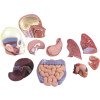 Half-Scale Anatomical Torso-Edu QI-03011-030