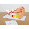 Edu QI Human Ear 4x Life Size-Edu QI-5060138820623-01