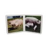 Nowordbooks Animales en Familia I Animali in famiglia I-978-84-948103-5-0-01