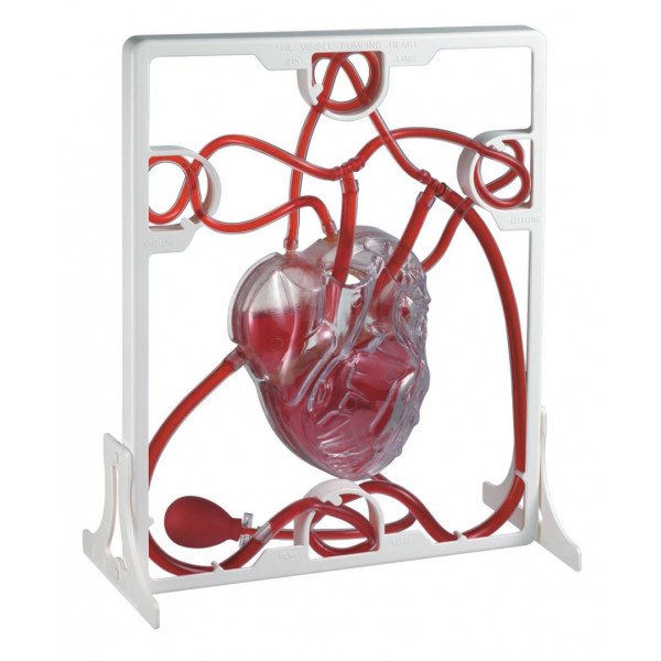 Edu QI Pumping Heart Model-Edu QI-03017-01