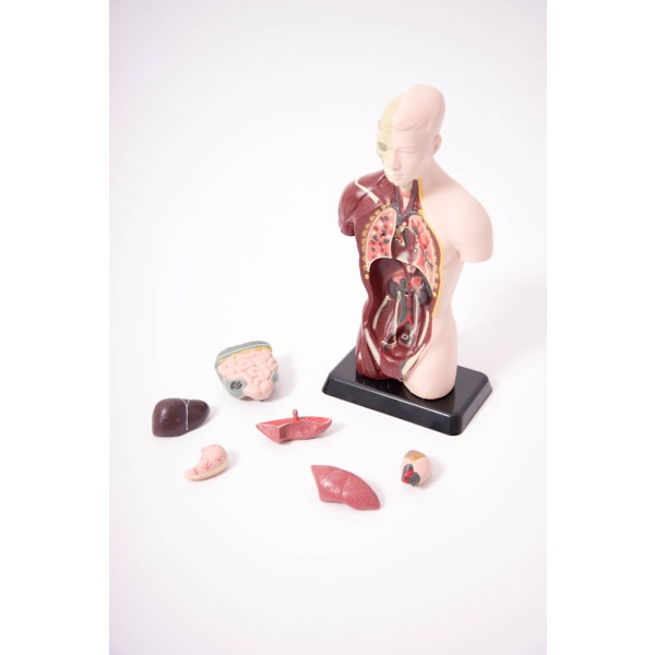 Edu QI Quarter-Scale Anatomical Torso-Edu QI-03093-01
