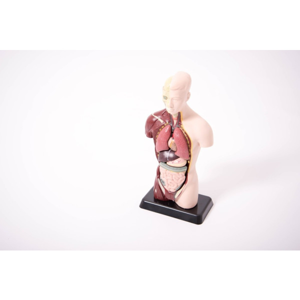 Edu QI Quarter-Scale Anatomical Torso-Edu QI-03093-01