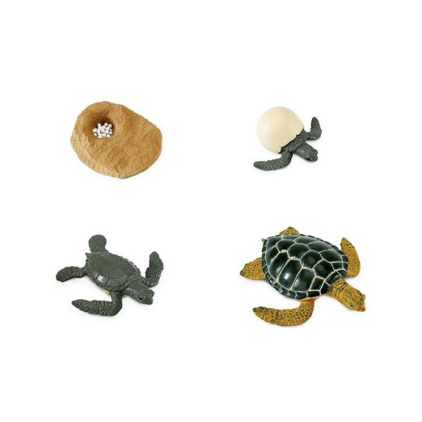 Safari LTD La tartaruga marina Set ciclo della vita-Safari LTD-662316-01
