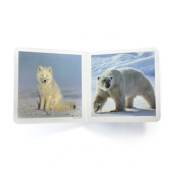 NEW!!! Nowordbooks Animales Polares Animali Polari-978-84-941745-6-88-01