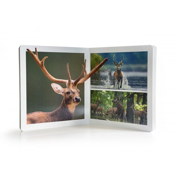 NEW!!! Nowordbooks Animales del bosque grande Animali del bosco grande-978-84-123445-3-0-06